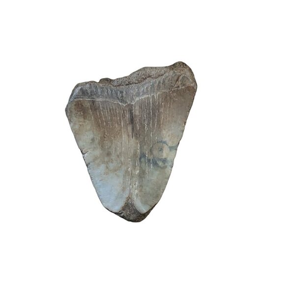 Fossilized Shark Tooth Megalodon Polished Ocean Collectible 2.5" by 2" - Picture 2 of 6